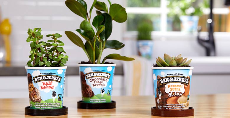 Pint containers with succulents planted in them